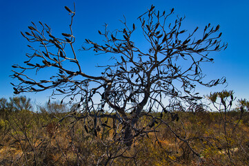Fototapeta premium Silhouette of a dead banksia tree in Western Australia. Banksias are particularly susceptible to Phytophthora dieback, caused by introduced microscopic organisms present in the soil 