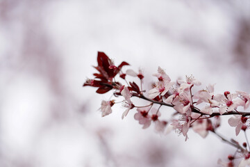 Blooming Purple-leaved Plum Blossoms in Spring