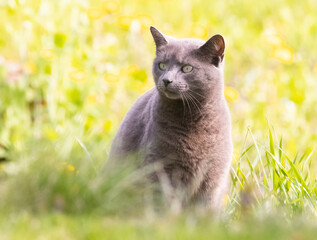 russian blue cat sitting in the fresh morning grass - 757482101