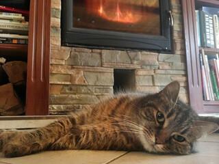 cat on the floor in front of the fireplace - 757482170