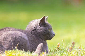 Naklejka na ściany i meble russian blue cat in the spring grass