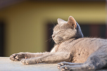 Russian blue cat lying and relaxing with closed eyes - 757482177