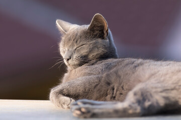 Russian blue cat relaxing with closed eyes - 757482190