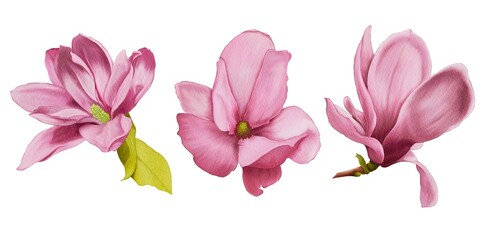 Set of magnolia flowers watercolor  © Tais