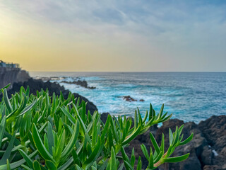 Focus on aloe vera plant with panoramic view of volcanic rock formation Ilheu Mole in coastal town...