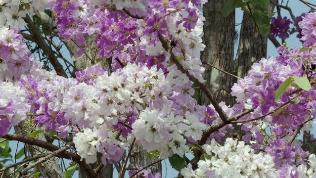 Bungor tabaek trees are in full bloom.