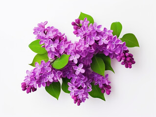 lilac flower isolated on transparent background, transparency image, removed background