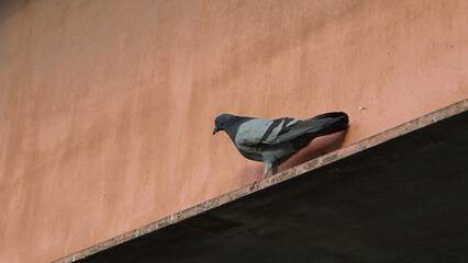 A pigeon sitting on an orange metal bridge
