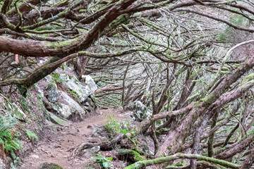 Fototapeta premium Idyllic Levada walk 25 Fontes in old subtropical Laurissilva forest of Rabacal, Madeira island, Portugal, Europe. Hanging branches on hiking trail along evergreen laurel trees in natural wilderness