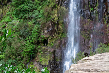 Black great trust bird sitting on wall looking at majestic waterfall Cascata Risco along idyllic Levada walk 25 fountains in subtropical Laurissilva forest of Rabacal, Madeira island, Portugal, Europe