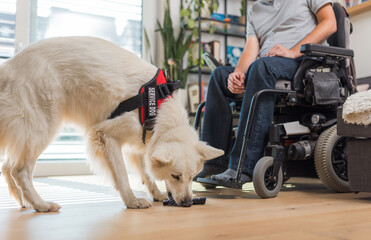 Trained service dog responding to a command from his owner man in a wheelchair, picking up dropped...
