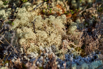 typical vegetation such as lichens and moss in the landscape of cold harsh tundra in Dovrefjell Sunndalsfjella national park.