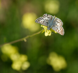 Common Checkered-Skipper (Pyrgus communis) feeding on yellow wildflowers on a sunny spring day. - 757484971