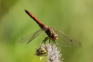 blutrote Heidelibelle (Männchen)