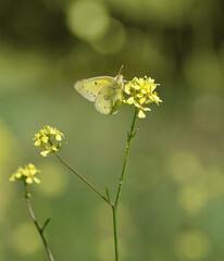 Sulphur butterfly feeding on yellow wildflowers on a sunny spring day - 757485341