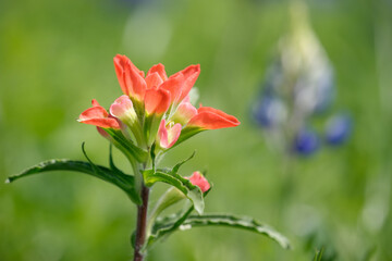 Close-up of Indian Paintbrush wildflower. Texas bluebonnet in the background. 