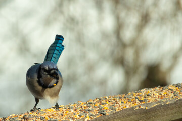 Beautiful blue jay coming to visit the wooden railing for some food. This bird has birdseed all...