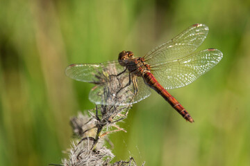 blutrote Heidelibelle (Männchen)