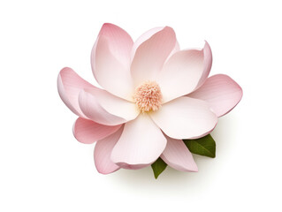 magnolia isolated on transparent background, transparency image, removed background