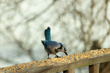 Beautiful blue jay coming to visit the wooden railing for some food. This bird has birdseed all...