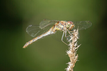 blutrote Heidelibelle (Weibchen) 