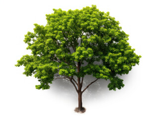 Fototapeta na wymiar green tree isolated on transparent background, transparency image, removed background