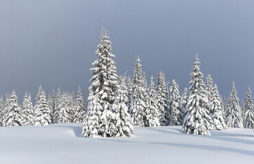 Fototapeta premium Winter forest panoramic. Lawn and trees covered with white snow. Landscape of mountains. Wallpaper background. Location place Carpathian, Ukraine, Europe.