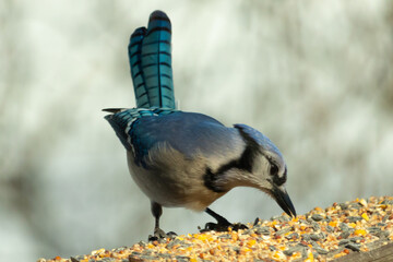 Beautiful blue jay coming to visit the wooden railing for some food. This bird has birdseed all around him. The corvids tail feathers pointed straight up almost looks to be shining from the sun.