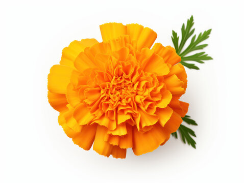 marigold flower transparent background, transparency image, removed background