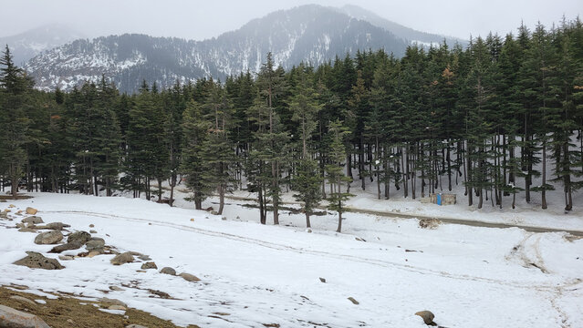 Ushu forest swat, Pakistan. snow covered trees