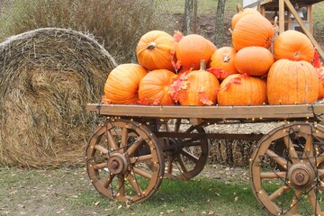 Harvested packed orange pumpkins in wooden cart with hay bales. Old Farm Wagon with squash for Halloween and Thanksgiving holidays. Horse carriage with vegetables at harvest season at farm market