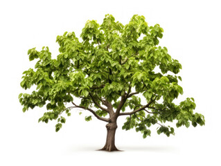 Mulberry tree isolated on transparent background, transparency image, removed background