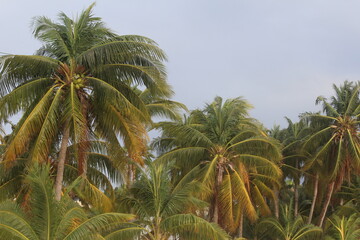 Fototapeta premium Palm Trees