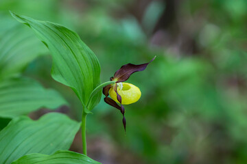Yellow Lady's slippers orchid (Cypripedium calceolus) flowering in transylvanian nature.