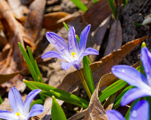 Close-up of purple crocus flowers on field