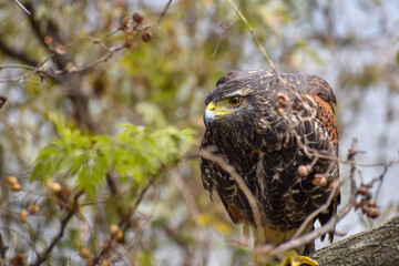 Harris's hawk (Parabuteo unicinctus) perching in a tree