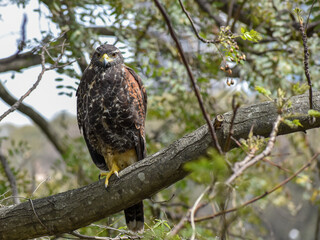 Harris's hawk (Parabuteo unicinctus) perching in a tree