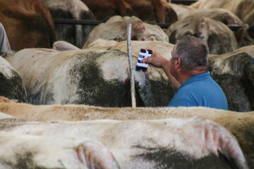 Maquignons devant des vaches charolaises sur le marché aux bestiaux de Saint Christophe en...
