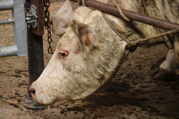 vaches charolaises attachées dans un marché aux bestiaux à Saint Christophe en brionnais en Bourgogne
