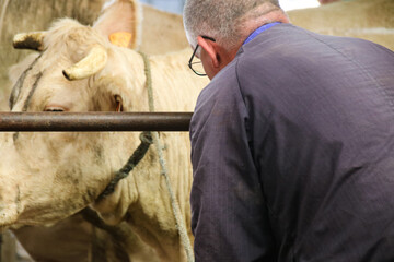 Maquignons devant des vaches charolaises sur le marché aux bestiaux de Saint Christophe en Brionnais en Bourgogne