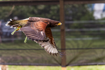 Captive Harris Hawk (Parabuteo unicinctus) in flight.  note the jesses attached to its legs.