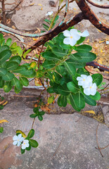 FLORES, ARBUSTO FOLLAGE, NATURALEZA, AIRE LIBRE