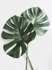 A single large green leaf stands out against a plain white background, showcasing its vibrant color and intricate vein patterns.