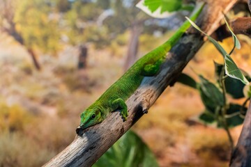 A green lizard sits on a branch in its natural habitat and looks at the camera. The concept of a...
