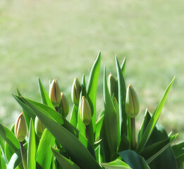 Closed tulip buds in the garden