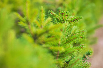 Small fir pine tree growing in a nursery plantation