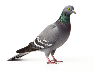 pigeon isolated on transparent background, transparency image, removed background