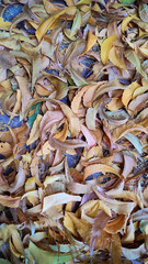 HOJAS SECAS, NATURALEZA MUERTA, AIRE LIBRE