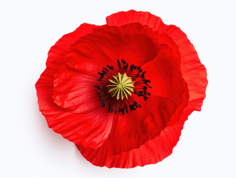 poppy flower isolated on transparent background, transparency image, removed background
