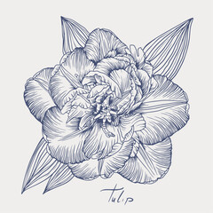 Outline drawing of a tulip. Tulip hand-drawn